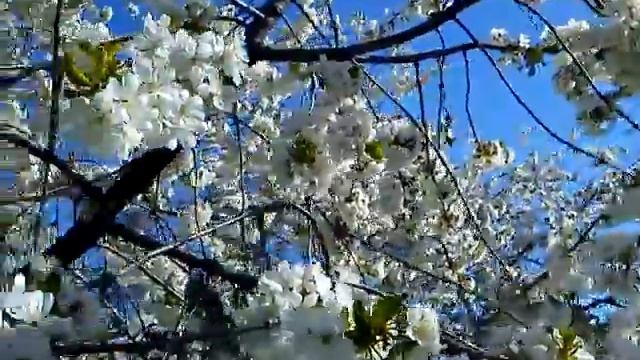 пчелы и вишня смотреть онлайн