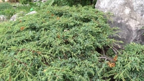 Juniperus communis ´Hornibrookii´