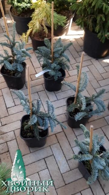 🌲Пихта Глаука Процера | Telegram: Https://t.me/love_is_hvoiny_dvorik