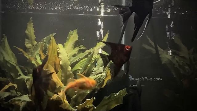 Black Splash Angelfish Group #233 смотреть онлайн