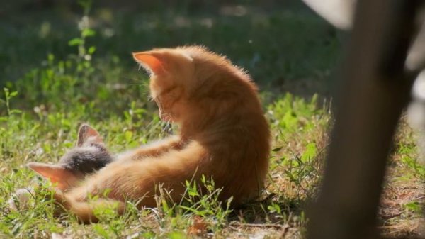 Kittens playing in slow motion