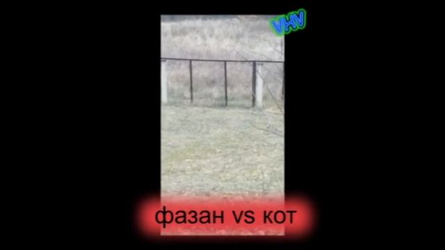 кот vs фазан смотреть онлайн