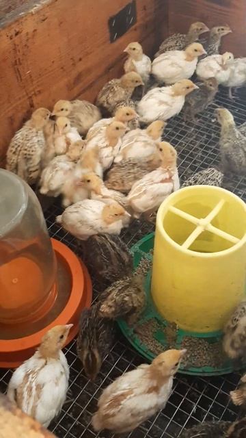 #перепёлки#цыплята#жизньвдеревне#малышня#сельскоехозяйство# смотреть онлайн