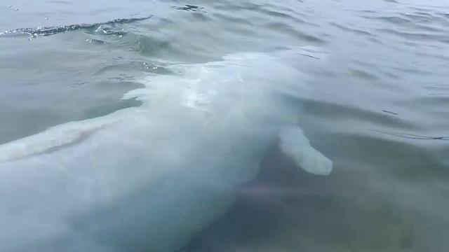 белуха в Находке смотреть онлайн