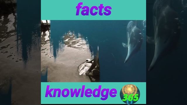 4 most interesting facts। random facts।#shorts #facts #ytshort смотреть онлайн