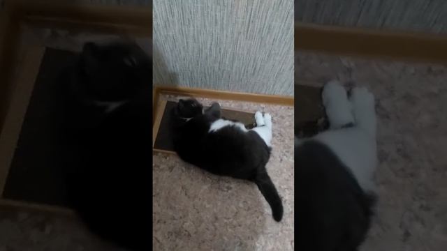 Теперь диваны целы и обои тоже! смотреть онлайн