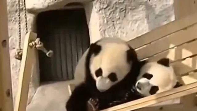 Panda || red panda смотреть онлайн
