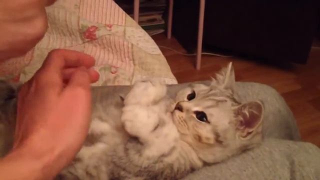 ПЛАСТИЛИНОВЫЙ КОТИК Incredible plasticine kitten смотреть онлайн