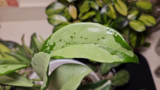 Hoya AH 074 Silver Update! #hoya #plants #houseplants #indoorplants