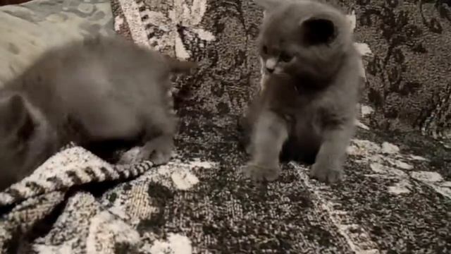 Шотландская кошка со своими детками смотреть онлайн