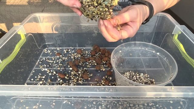 Пересадка еоніума Ківі (Aeonium Kiwi) смотреть онлайн