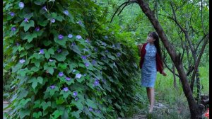 На этот раз название немного другое! Жизнь бамии и бамбукового забора