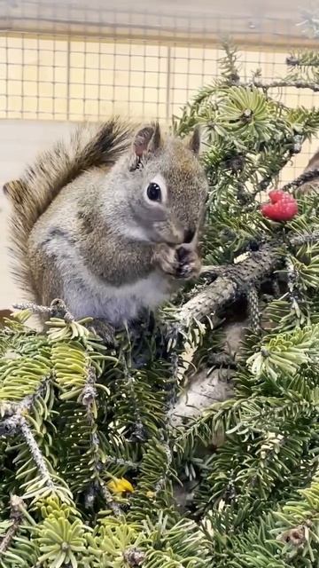 Darling Ebenezer is having a snack! #shorts #squirrel #alaska #alaaka #alaskawildlife смотреть онлайн
