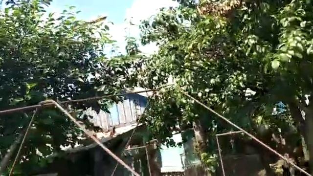 бойные голуби, посадка с боем, голубь "Абрез" смотреть онлайн