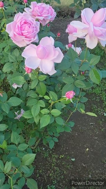 FRENCH ROSE "La France" смотреть онлайн