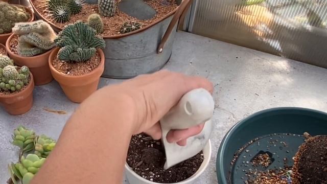 Beheading some of my succulents ￼ смотреть онлайн