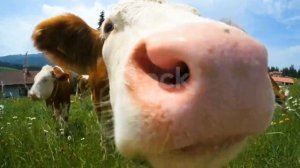 Сиыр!  Мычание коровы! cow mooing