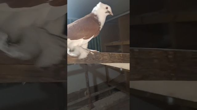 КИЗИЛ ХАККА КАТТА УРУГЛАР 99_519_07_02 НАМАНГАНДА КАБУТАР Kabutar Ахмаджон уз смотреть онлайн