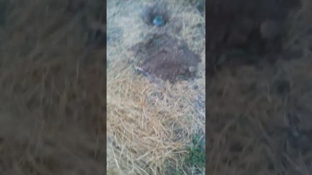 Сделали Лавушку На Ящериц ! смотреть онлайн