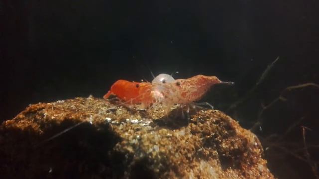 Cherry shrimps, Planorbis and Co. sharing food смотреть онлайн