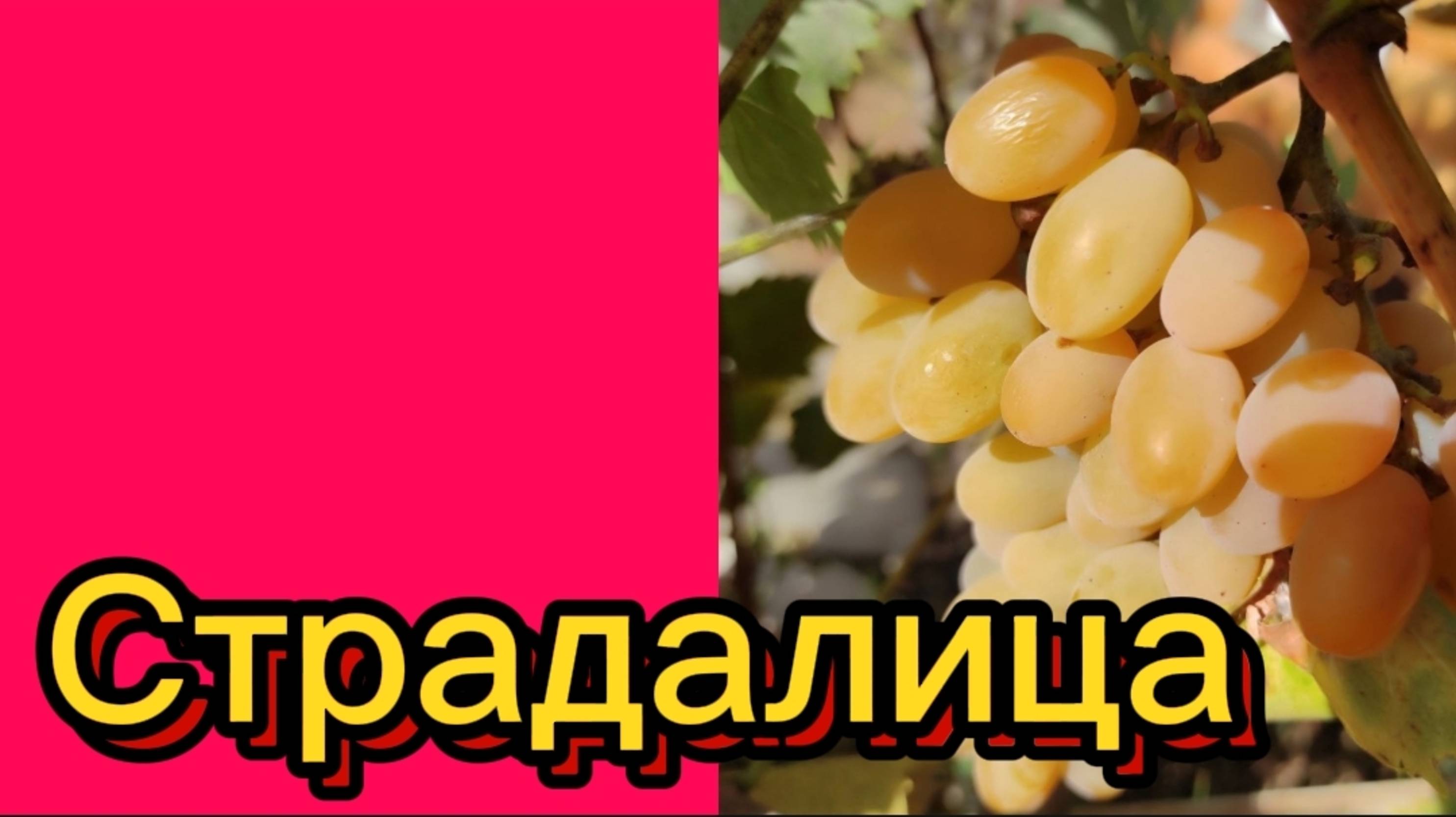 ДЕРЕВЕНСКИЙ ДНЕВНИК. "Снова здóрово" смотреть онлайн