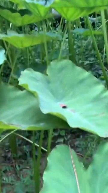 Eddie plant is a survival crop it can grow in cold climates #eddoe смотреть онлайн