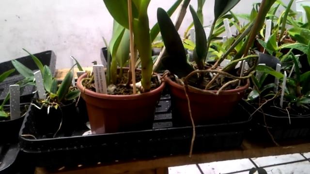 Orquídea Especial Blc Gisele Bundchen adulta! смотреть онлайн