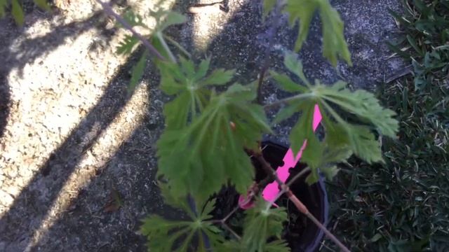 Acer japonicum "aconitifolium" pequeño ejemplar смотреть онлайн