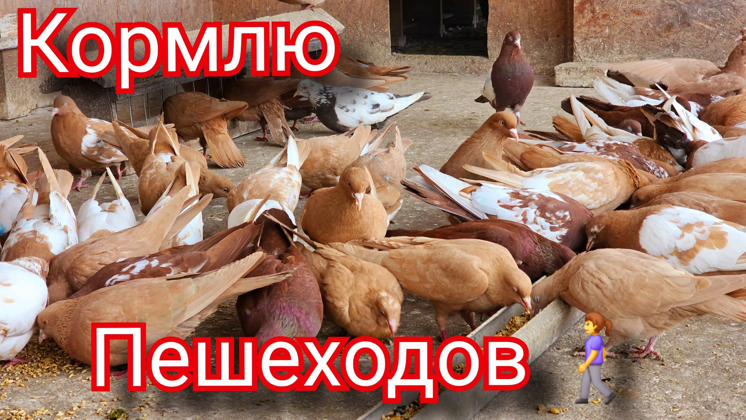 Голуби - мои Пешеходы смотреть онлайн