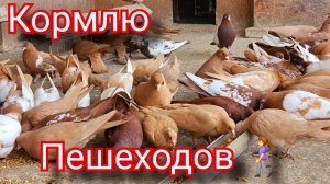 Голуби - мои Пешеходы