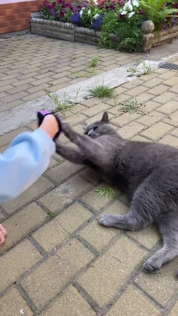 Не все кошки ладят между собой😂#квадробика#cat#териан#dance#приколыскотами#мемы# смотреть онлайн