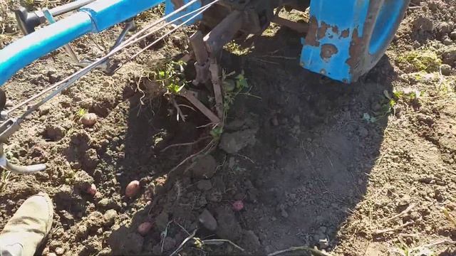 Копаем картошку на дизельном мотоблоке смотреть онлайн