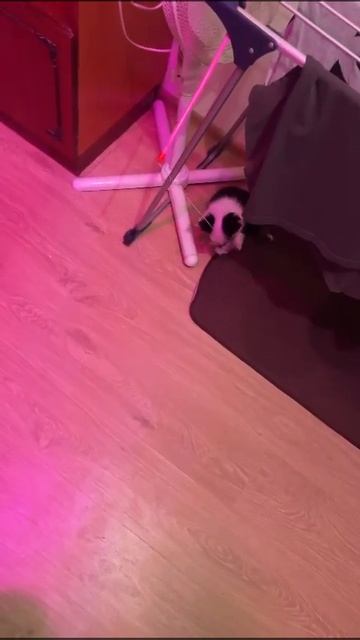 весёлая игра привет из Уфы от Норвегии выпускник питомника чихуахуа Кастропуло Крым смотреть онлайн