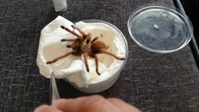 unboxing Aphonopelma chalcodes and surprise gift from THE SPIDER SHOP. смотреть онлайн