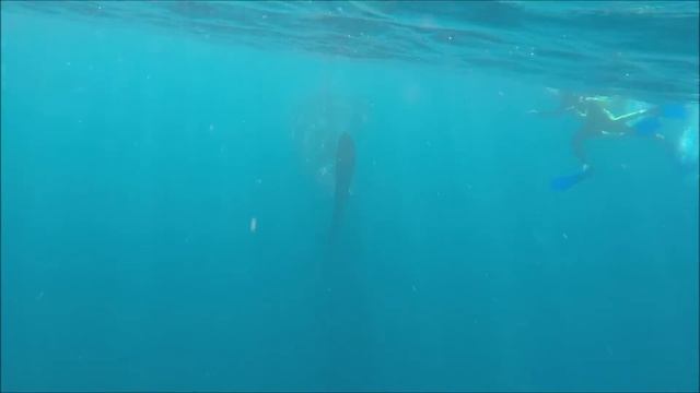 Whale Sharks of Ningaloo Reef - North West Australia смотреть онлайн