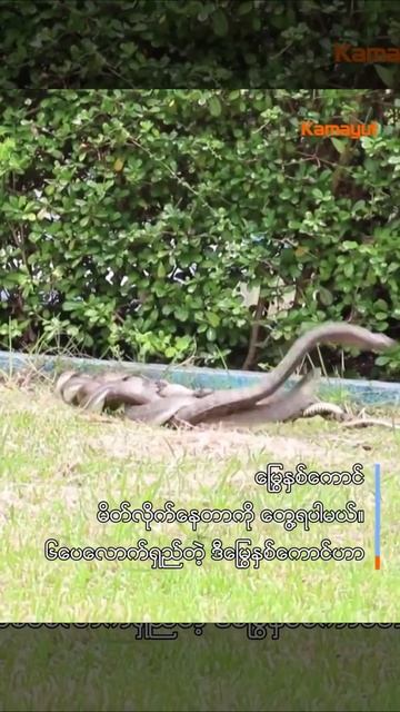 ေႁမြမိတ္လိုက္တာျမင္ရင္ ကံေကာင္းတတ္ဟု အာရွက လူအမ်ားယူဆ смотреть онлайн