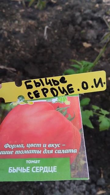 Томат Бычье сердце #томат #бычьесердце #огород ❤🌱 смотреть онлайн