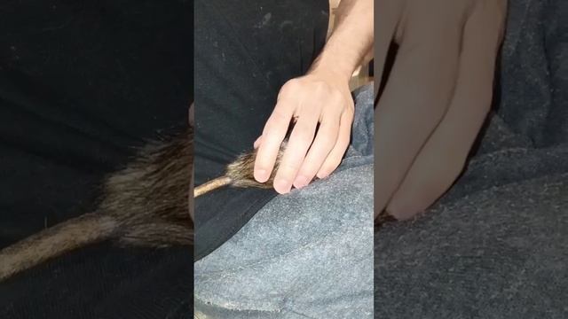 Очередное лечение дикой крысы. 🤗 Пасюк Дюшес. 😋 #wildrats #волонтерство #cuterats #животные