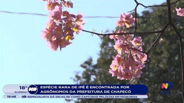 Espécie Rara De Ipê é Encontrada Em Chapecó