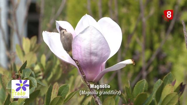 El Magnolio, cuidados y características - Tu jardín a punto смотреть онлайн