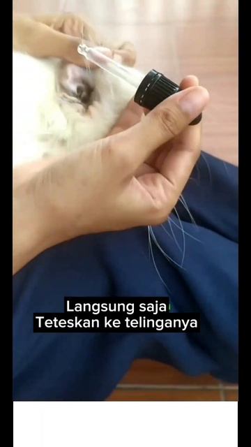 CATAPAW Obat Tetes Telinga Kucing Anti Earmites Conge Gatal #kucing #obatkucing #videoshort смотреть онлайн