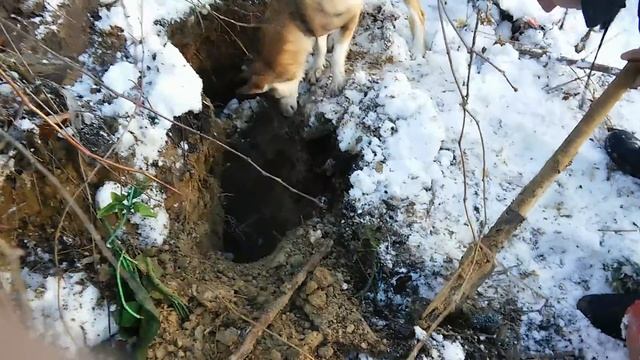 Випадкова охота на лиса ЧАСТИНА-2 смотреть онлайн