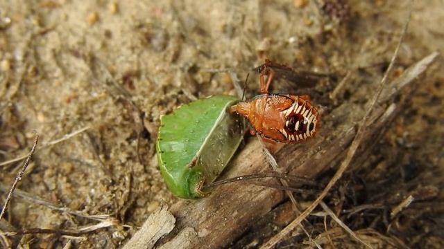 Predatory stink bug (spined soldier nymph possible) sucking dry a slug caterpillar. смотреть онлайн