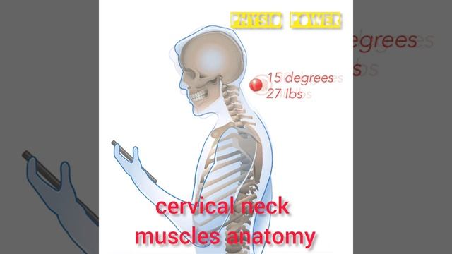 #shortvideo //🔥cervical neck muscles anatomy #doctor #youtubeshorts #trending 🔥#viralvideo смотреть онлайн