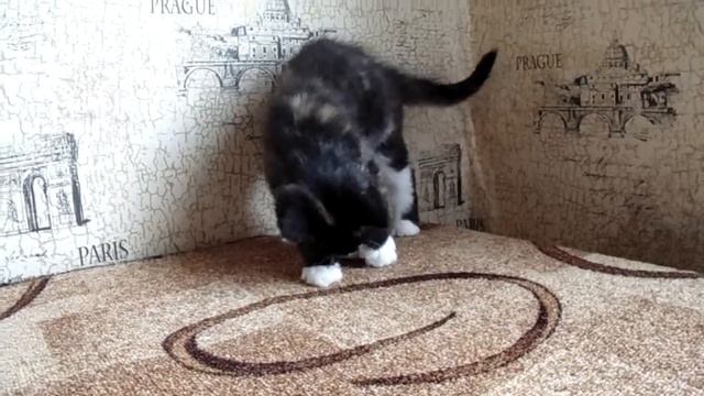 Малышка Бусинка ждет хозяина, в дар смотреть онлайн