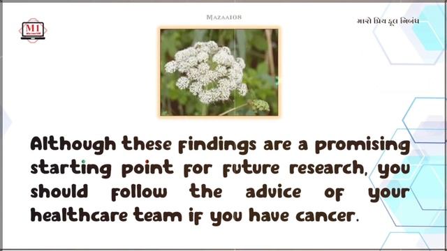 Angelica Flower | Essay On Angelica Flower | My Favorite Flower Angelica | Angelica Benefits смотреть онлайн