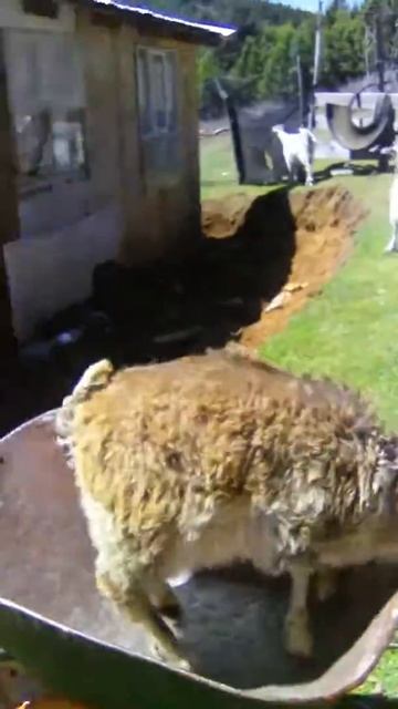 El chivo en la caretilla