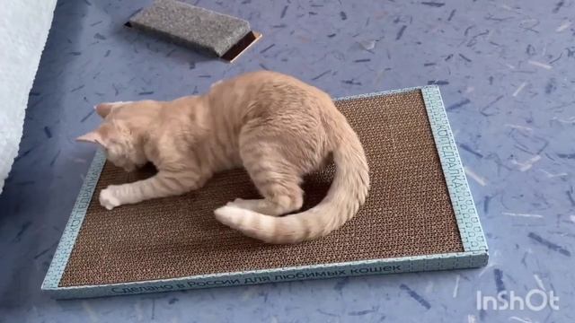 Для счастья много не надо - лишь когтеточку❤️☺️ смотреть онлайн