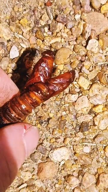 Панцирь медведки #медведка #nature #актив #рекомендации смотреть онлайн