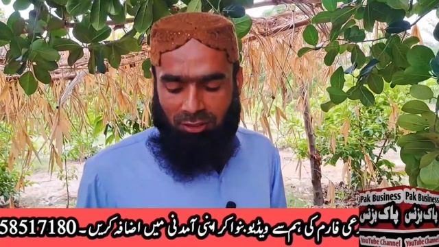 Jackfruit named kathal fruit in Pakistan #jackfruit #kathaltree #fruits #exoticfruit #pakbusiness смотреть онлайн